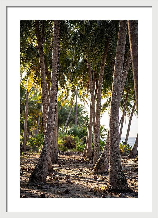 Coconut Grove Serenity