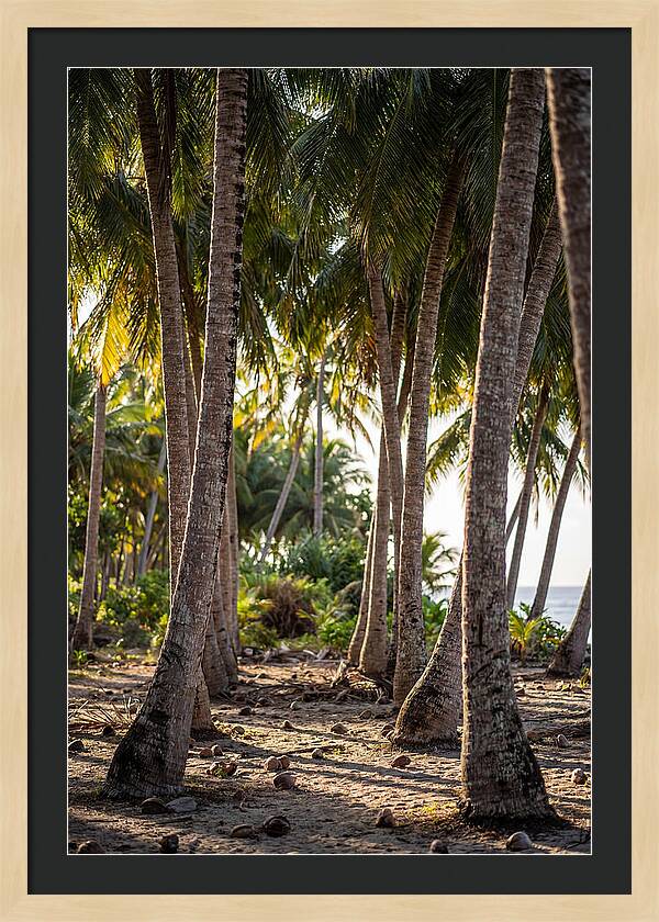 Coconut Grove Serenity
