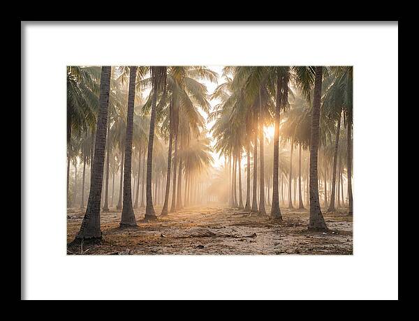 Coconut Palm Grove At Golden Hour