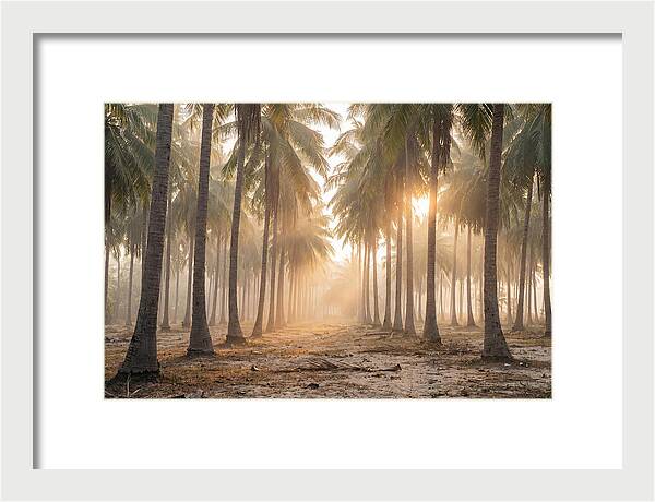 Coconut Palm Grove At Golden Hour