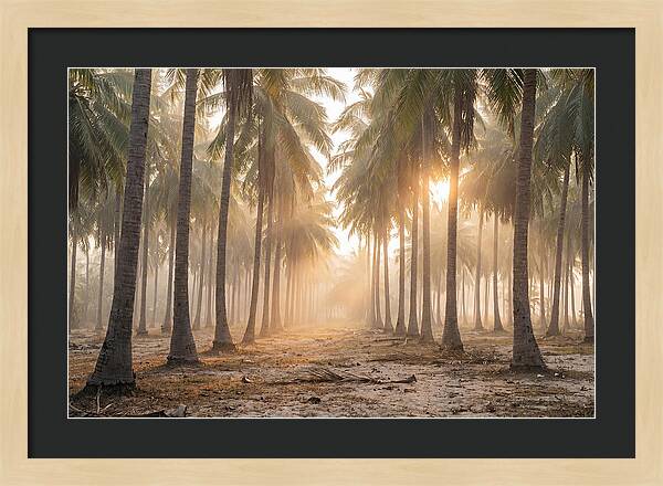 Coconut Palm Grove At Golden Hour