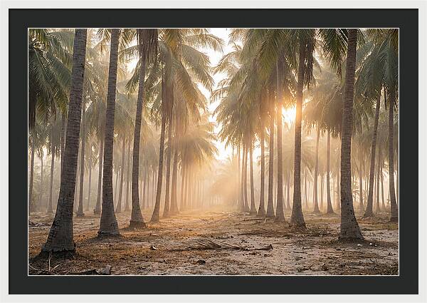 Coconut Palm Grove At Golden Hour