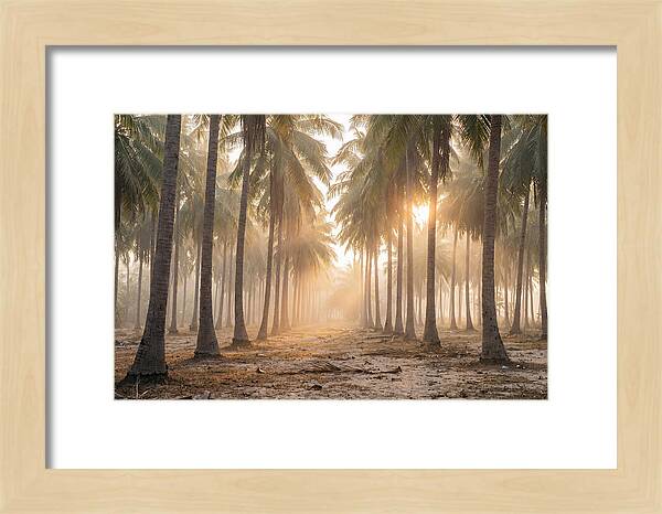 Coconut Palm Grove At Golden Hour