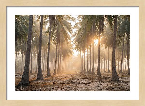 Coconut Palm Grove At Golden Hour