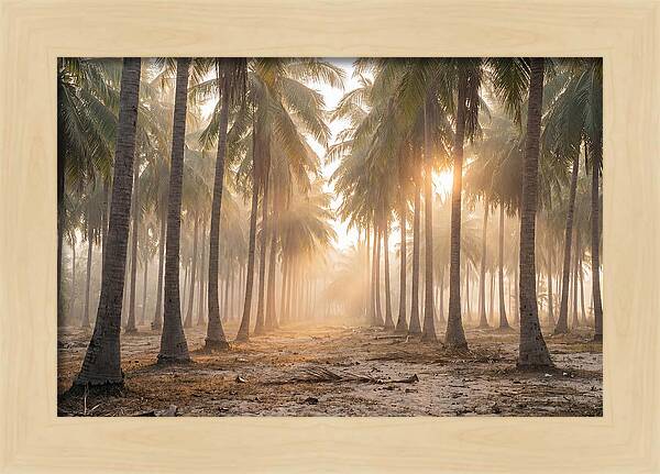 Coconut Palm Grove At Golden Hour