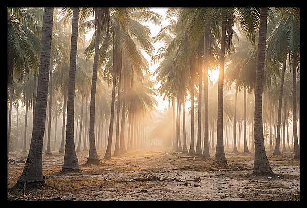 Coconut Palm Grove At Golden Hour