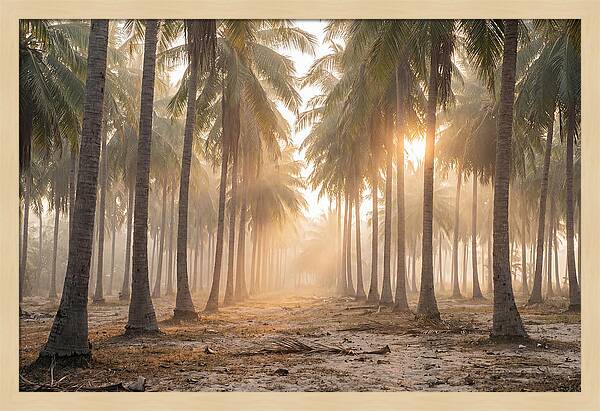 Coconut Palm Grove At Golden Hour