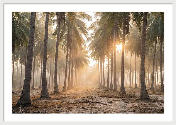 Coconut Palm Grove At Golden Hour