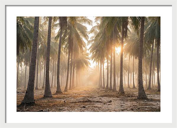 Coconut Palm Grove At Golden Hour