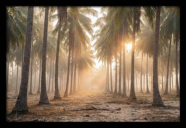 Coconut Palm Grove At Golden Hour