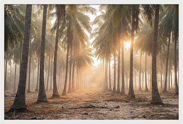 Coconut Palm Grove At Golden Hour