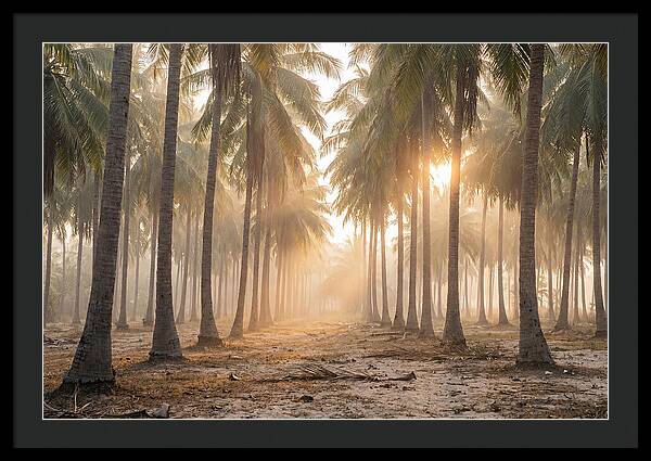 Coconut Palm Grove At Golden Hour