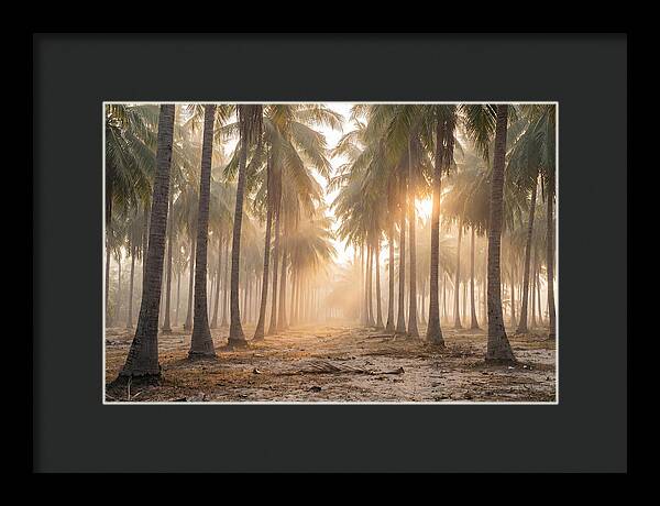 Coconut Palm Grove At Golden Hour