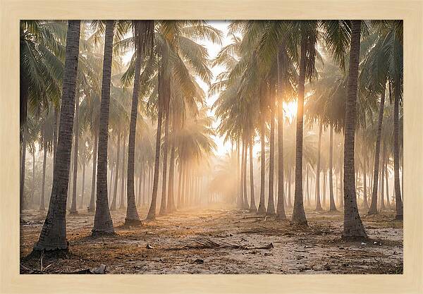 Coconut Palm Grove At Golden Hour