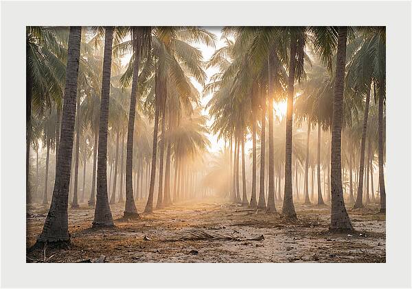 Coconut Palm Grove At Golden Hour