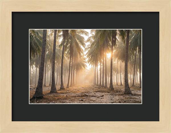 Coconut Palm Grove At Golden Hour