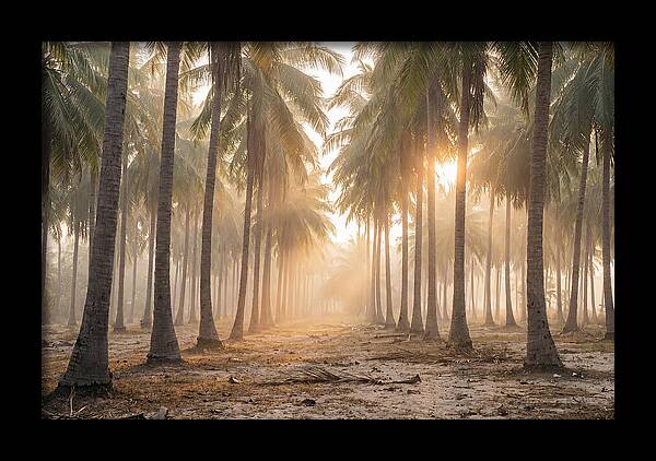 Coconut Palm Grove At Golden Hour