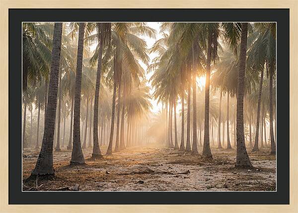 Coconut Palm Grove At Golden Hour