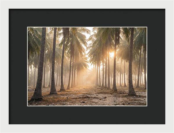 Coconut Palm Grove At Golden Hour