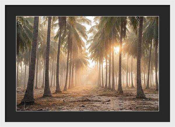 Coconut Palm Grove At Golden Hour
