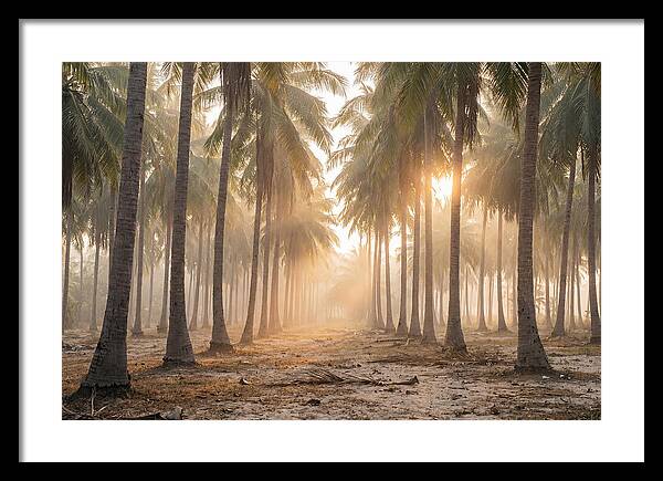 Coconut Palm Grove At Golden Hour