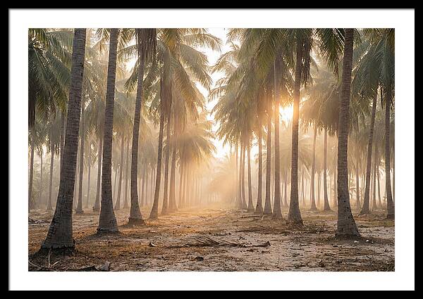 Coconut Palm Grove At Golden Hour