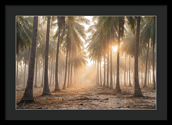 Coconut Palm Grove At Golden Hour