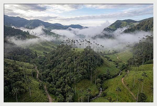 Cocora Valley Serenity