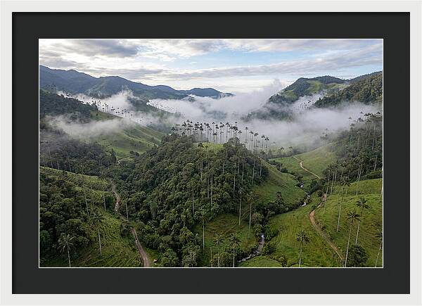 Cocora Valley Serenity
