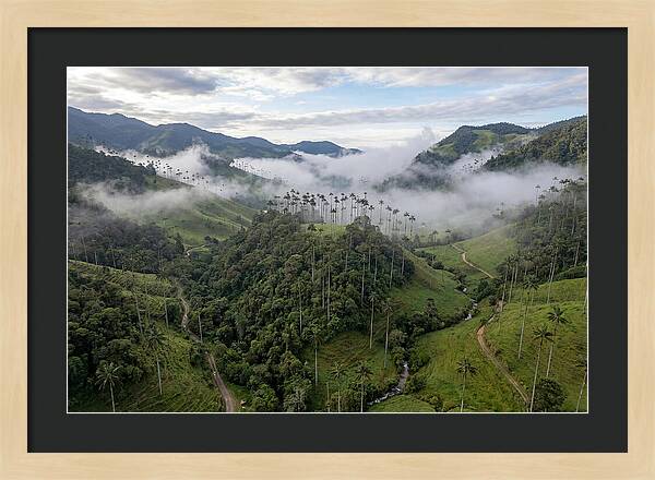 Cocora Valley Serenity