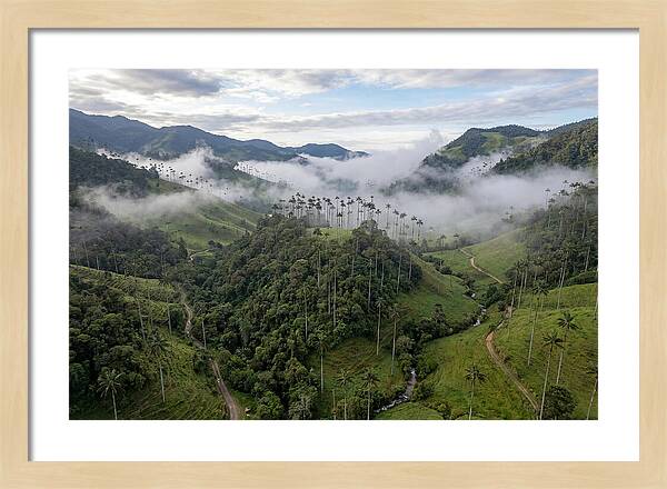 Cocora Valley Serenity