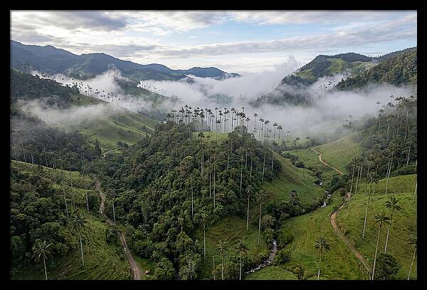 Cocora Valley Serenity