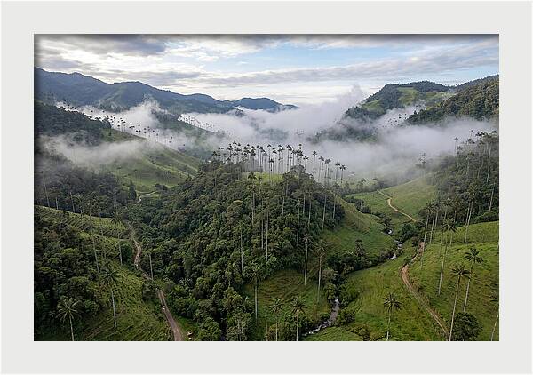 Cocora Valley Serenity