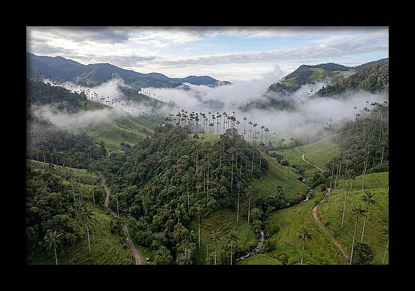 Cocora Valley Serenity
