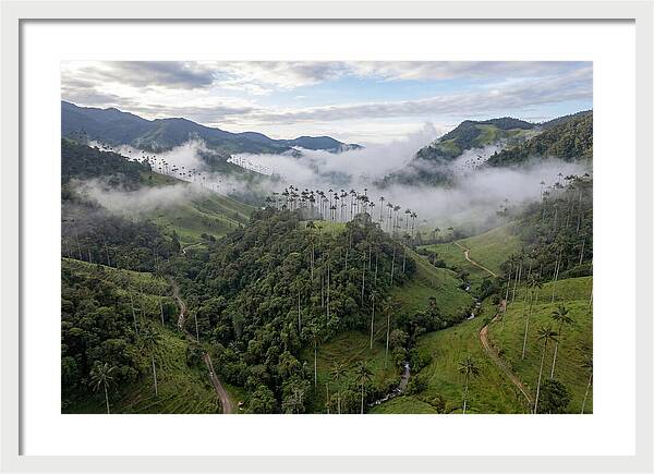 Cocora Valley Serenity