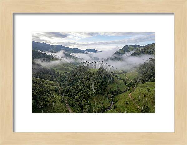 Cocora Valley Serenity