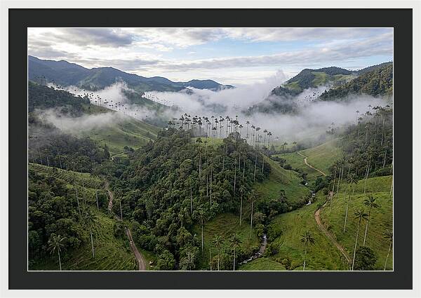 Cocora Valley Serenity