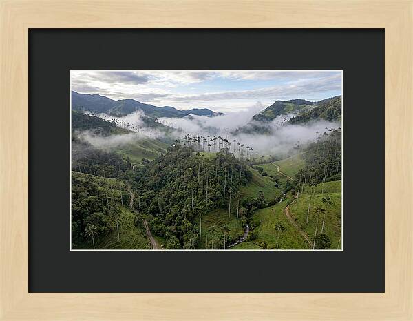 Cocora Valley Serenity