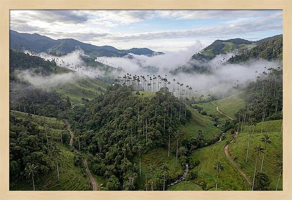 Cocora Valley Serenity