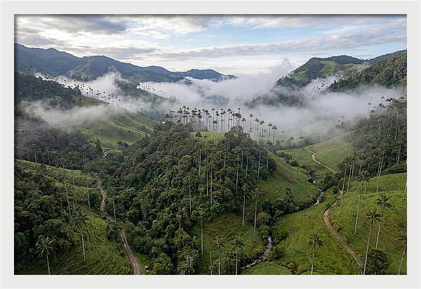 Cocora Valley Serenity