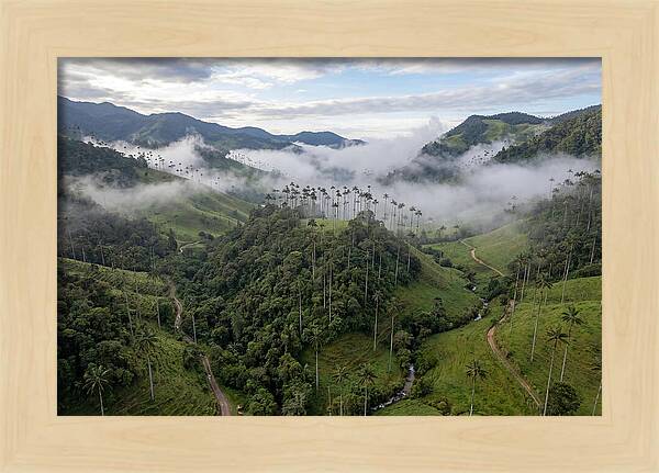 Cocora Valley Serenity