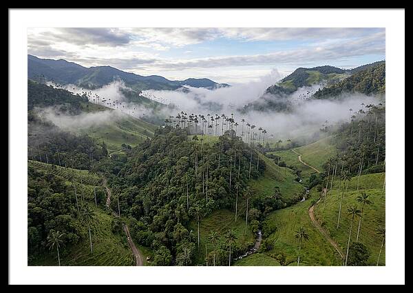 Cocora Valley Serenity