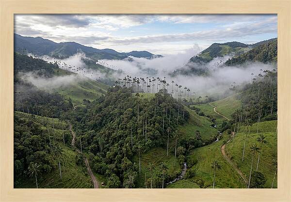 Cocora Valley Serenity