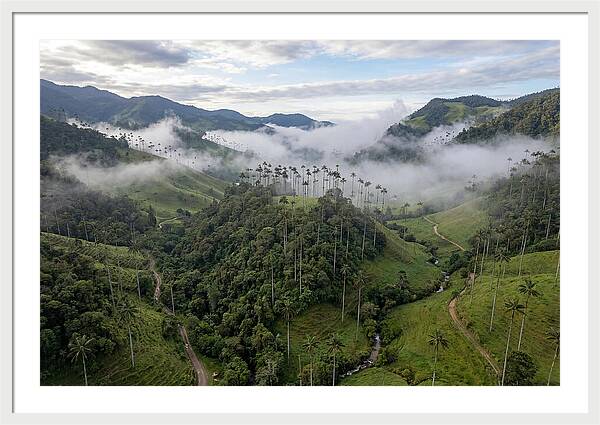 Cocora Valley Serenity