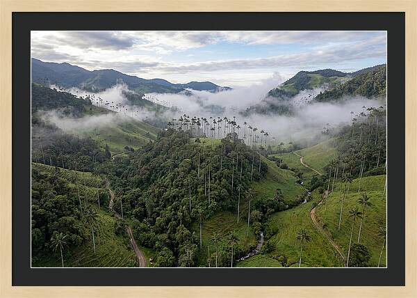 Cocora Valley Serenity