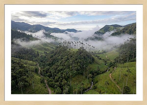 Cocora Valley Serenity