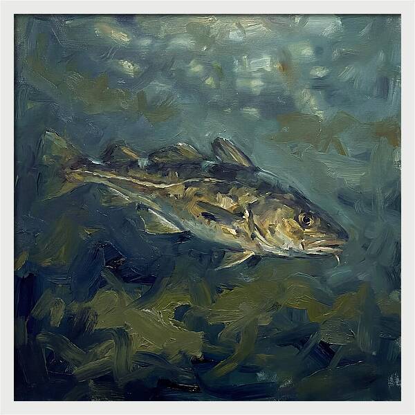 Cod Swimming In Water