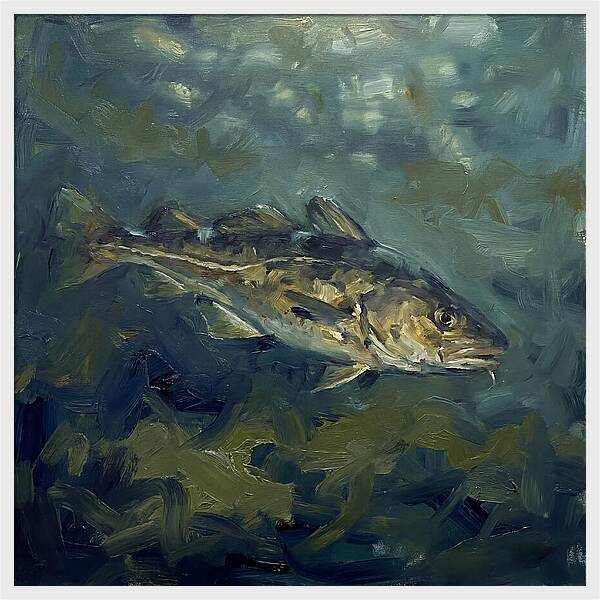 Cod Swimming In Water