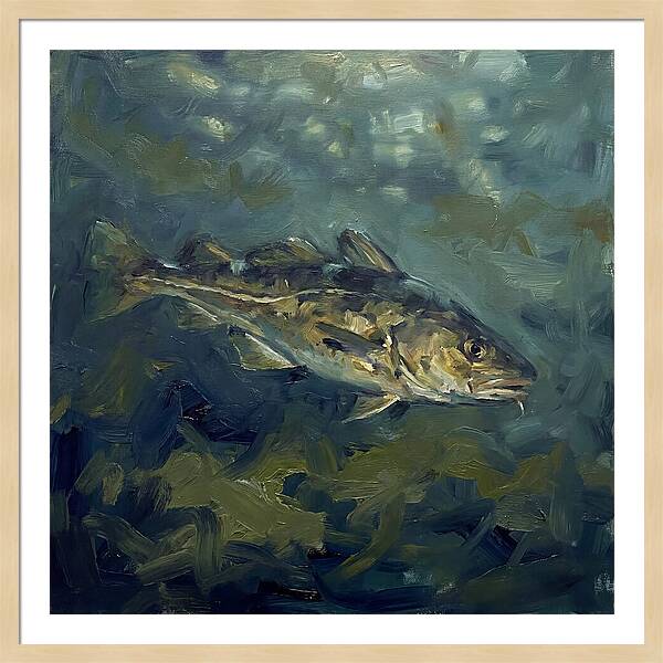 Cod Swimming In Water