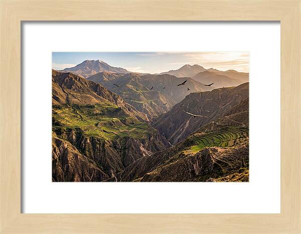 Colca Canyon Majesty